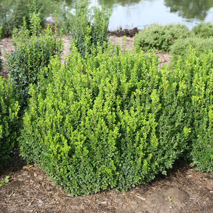 Boxwood - SPRINTER