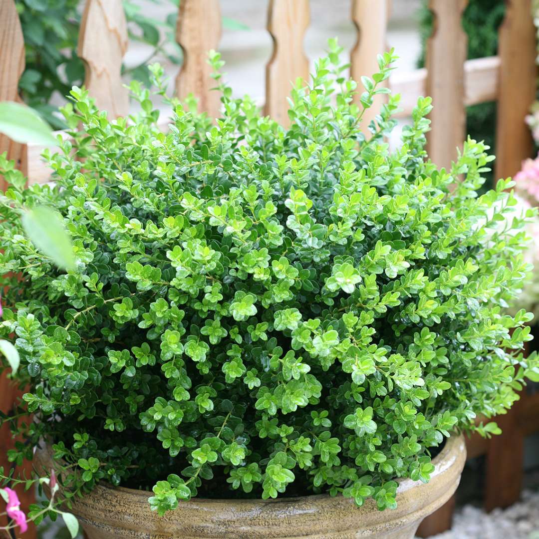 Boxwood - SPRINTER