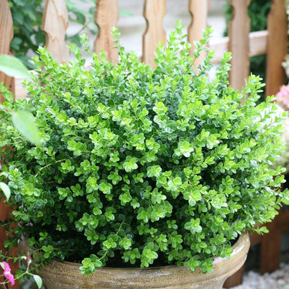 Boxwood - SPRINTER