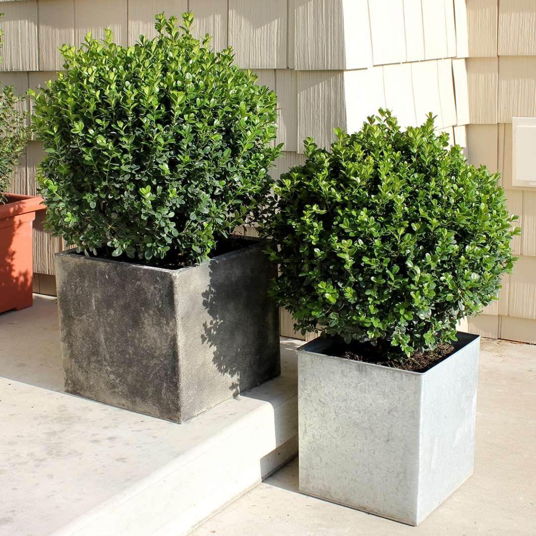Boxwood - SPRINTER