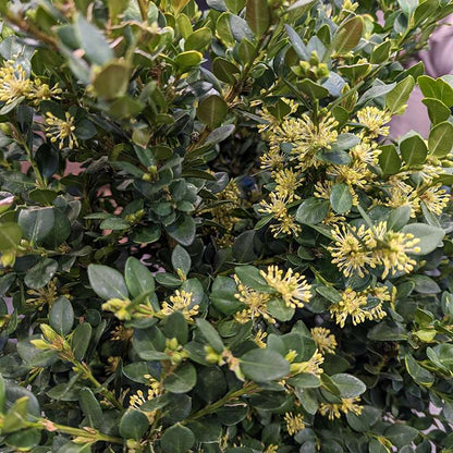 Boxwood - littleleaf - NEATBALL
