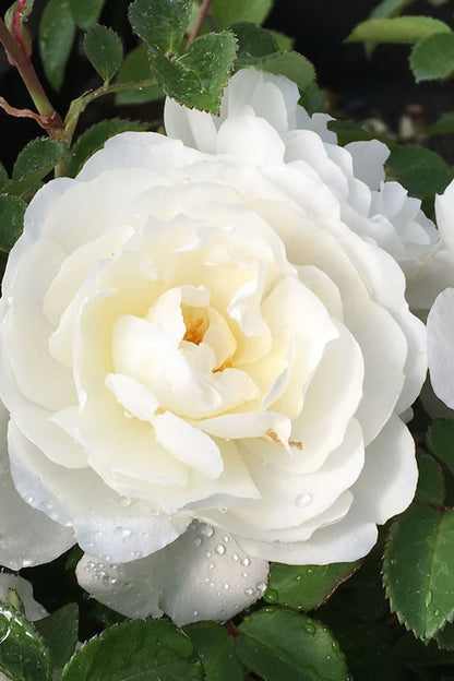 Rose - Climbing - Cloud 10