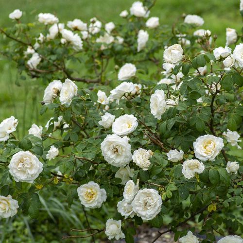 Rose - Climbing - Cloud 10