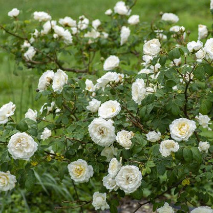 Rose - Climbing - Cloud 10