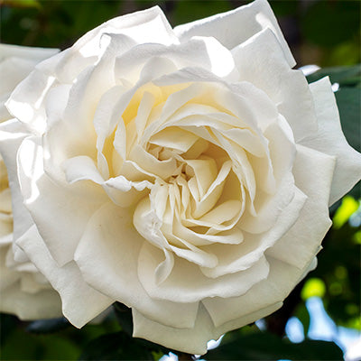 Rose - Climbing - Cloud 10