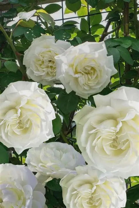 Rose - Climbing - Cloud 10