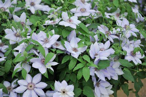 Clematis 'Bernadine' - Silvery -  6ft Dwarf Variety