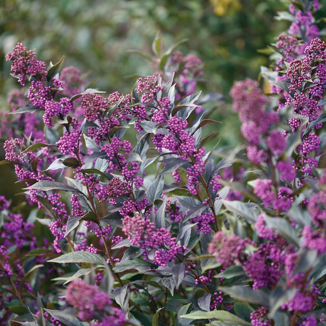 Beautyberry - PEARL GLAM