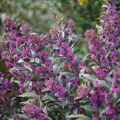 Beautyberry - PEARL GLAM