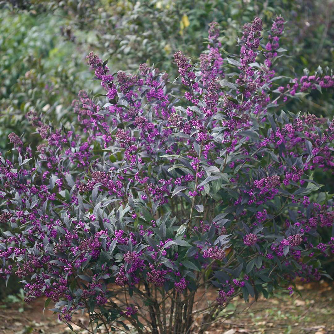 Beautyberry - PEARL GLAM