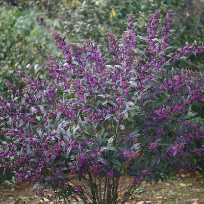 Beautyberry - PEARL GLAM
