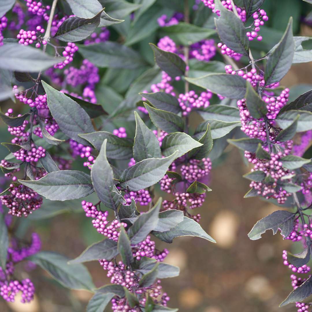 Beautyberry - PEARL GLAM