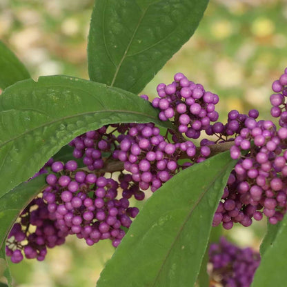 Beautyberry - BUBBLE UP
