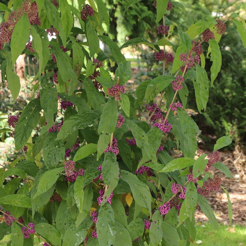 Beautyberry - BUBBLE UP