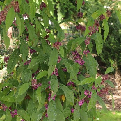 Beautyberry - BUBBLE UP