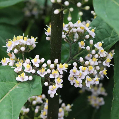 Beautyberry - BUBBLE UP