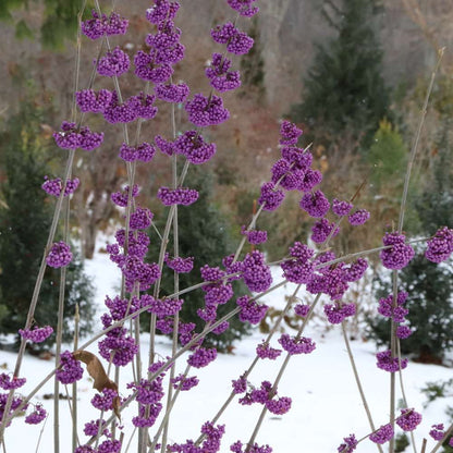Beautyberry - BUBBLE UP