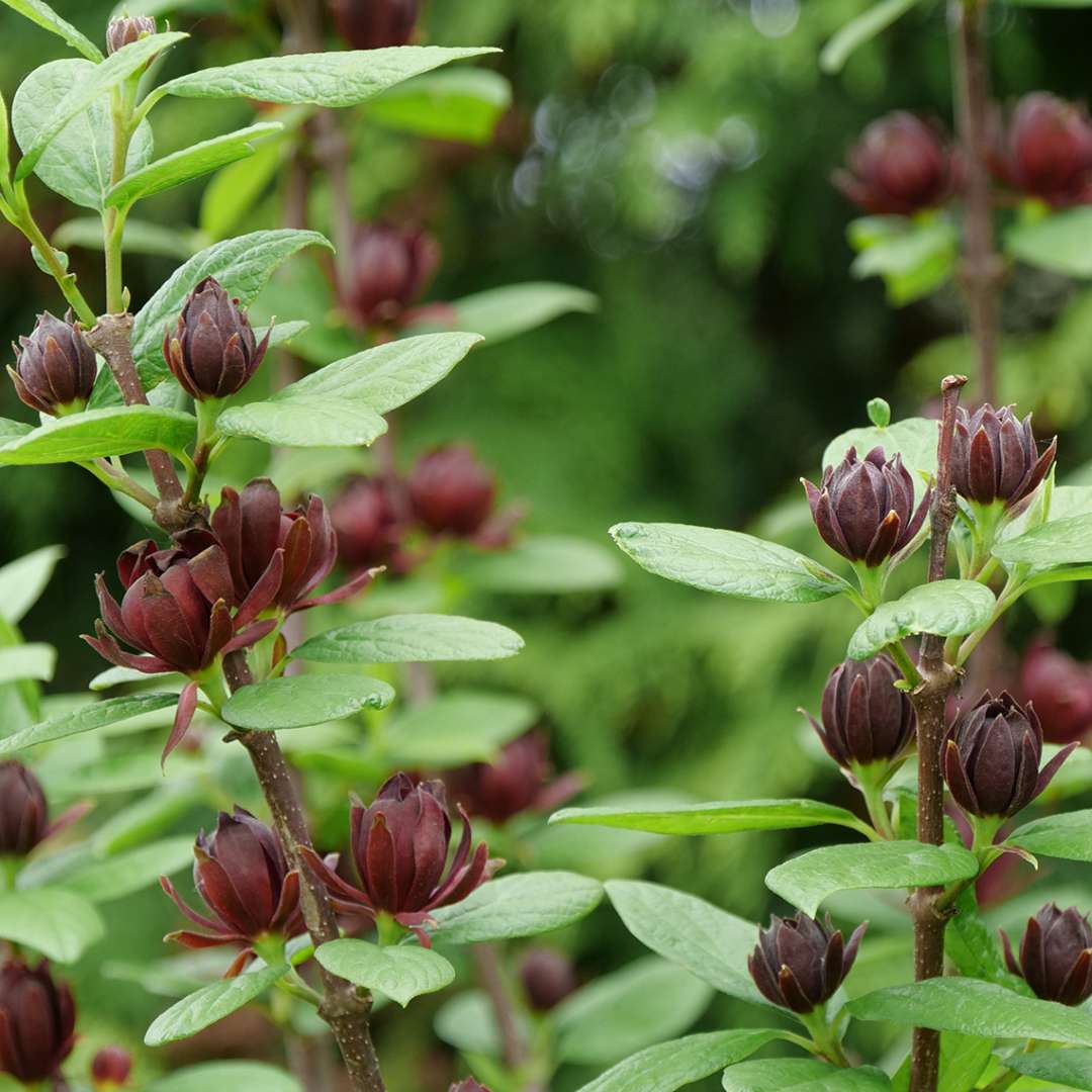Sweetshrub, Carolina allspice, Sweet Betsy - SIMPLY SCENTSATIONAL