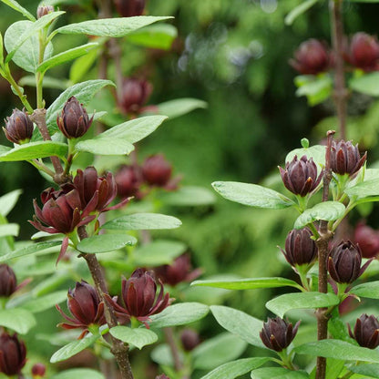 Sweetshrub, Carolina allspice, Sweet Betsy - SIMPLY SCENTSATIONAL