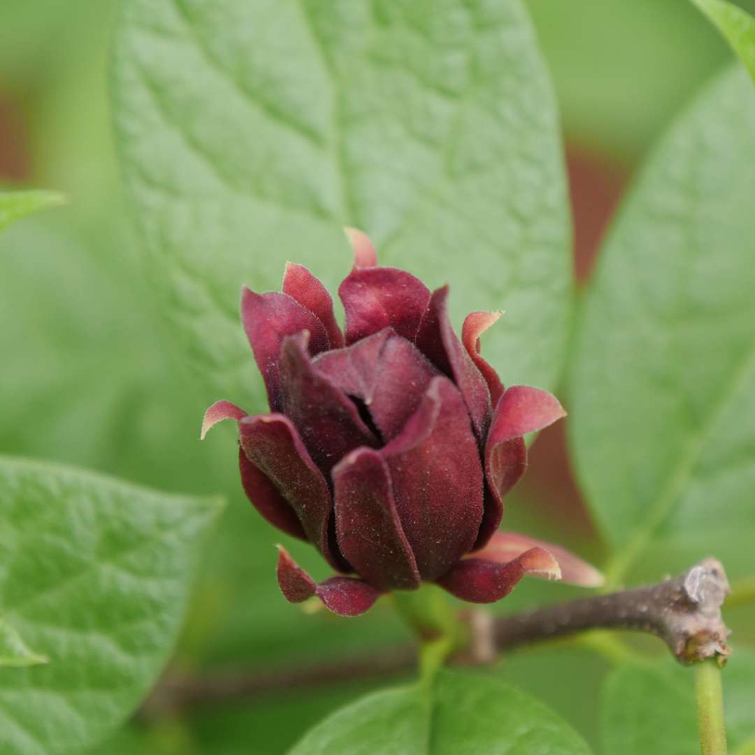 Sweetshrub, Carolina allspice, Sweet Betsy - SIMPLY SCENTSATIONAL
