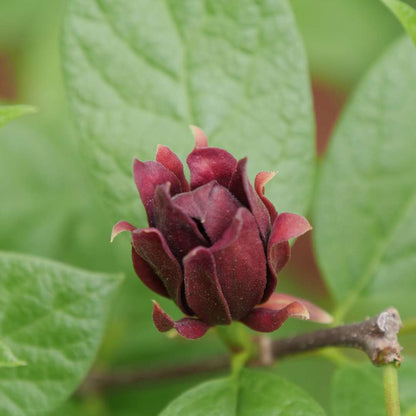 Sweetshrub, Carolina allspice, Sweet Betsy - SIMPLY SCENTSATIONAL