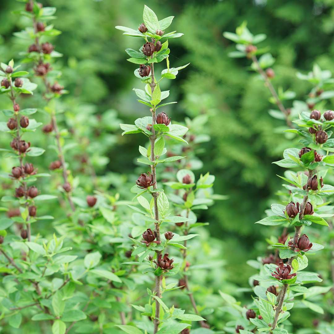 Sweetshrub, Carolina allspice, Sweet Betsy - SIMPLY SCENTSATIONAL
