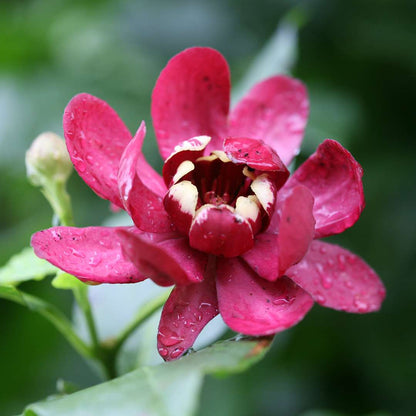 Sweetshrub - ‘Aphrodite’