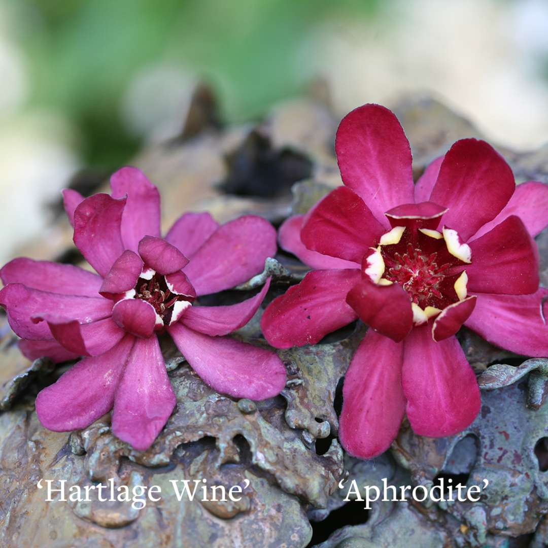 Sweetshrub - ‘Aphrodite’