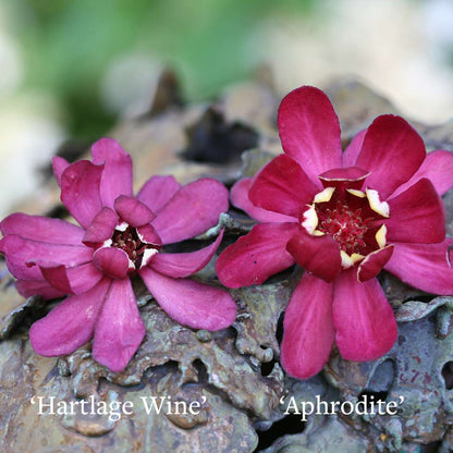 Sweetshrub - ‘Aphrodite’