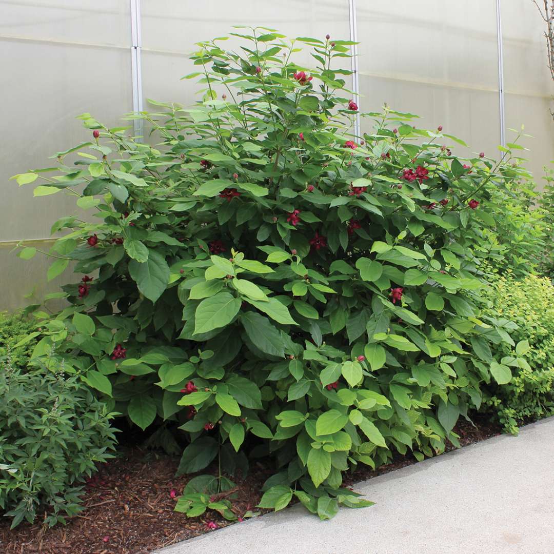 Sweetshrub - ‘Aphrodite’