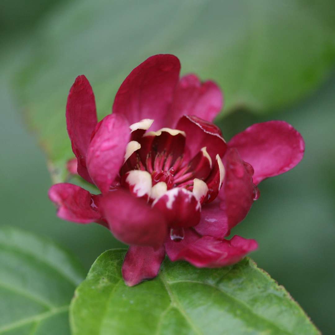 Sweetshrub - ‘Aphrodite’