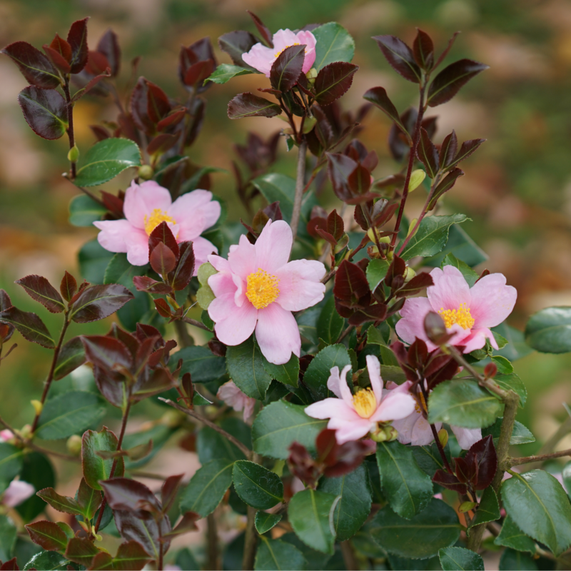 Camellia 'FARROWCJFRF'