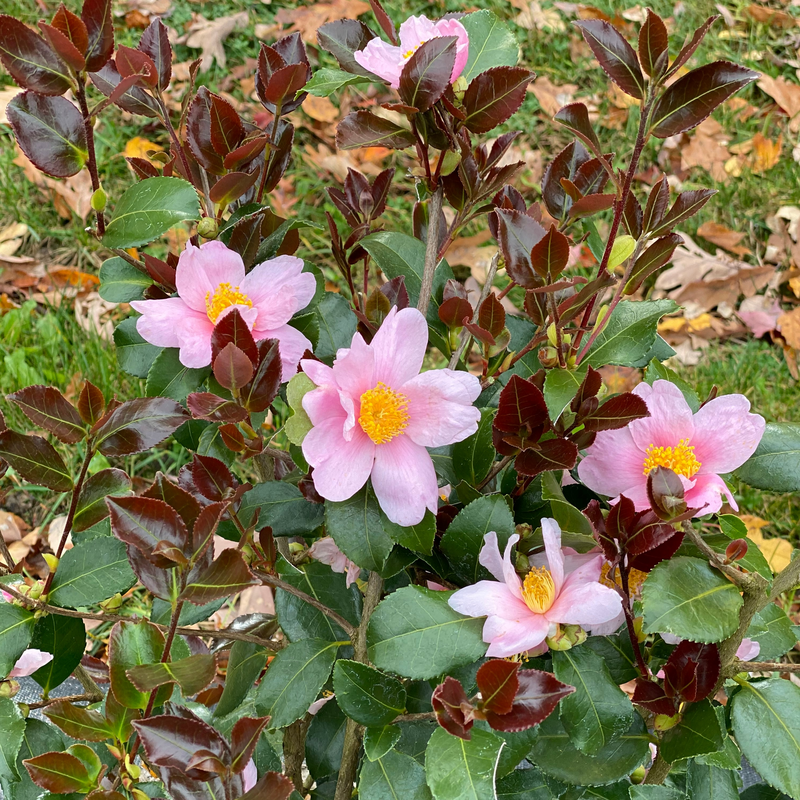Camellia 'FARROWCJFRF'