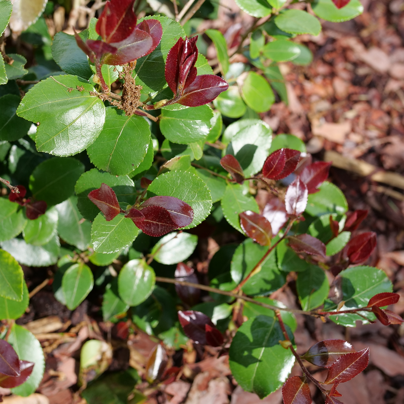 Camellia 'FARROWCJFRF'