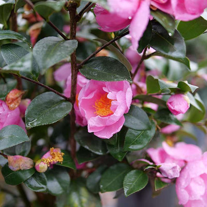 Camellia 'FARROWCJH'