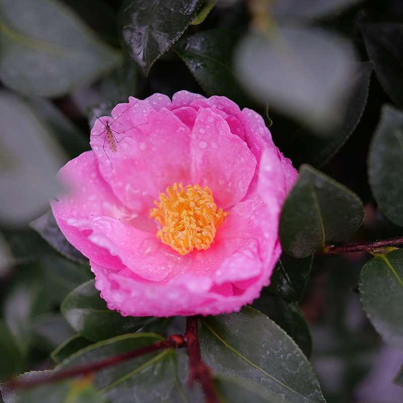 Camellia 'FARROWCJH'