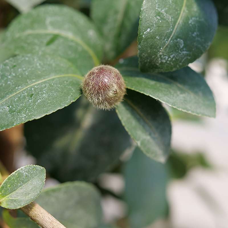 Camellia 'FARROWCJH'