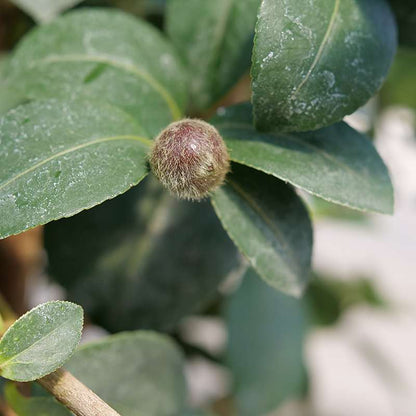 Camellia 'FARROWCJH'