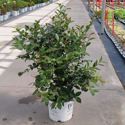 Camellia 'FARROWCJH'