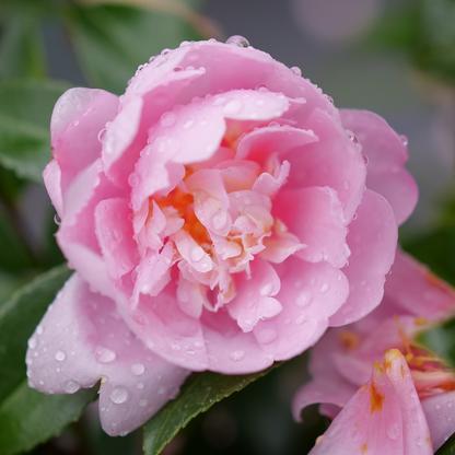 Camellia 'FARROWCJPD'