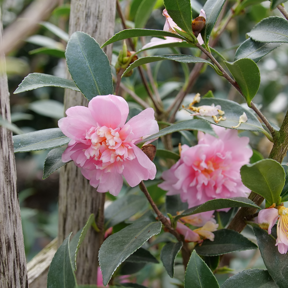 Camellia 'FARROWCJPD'