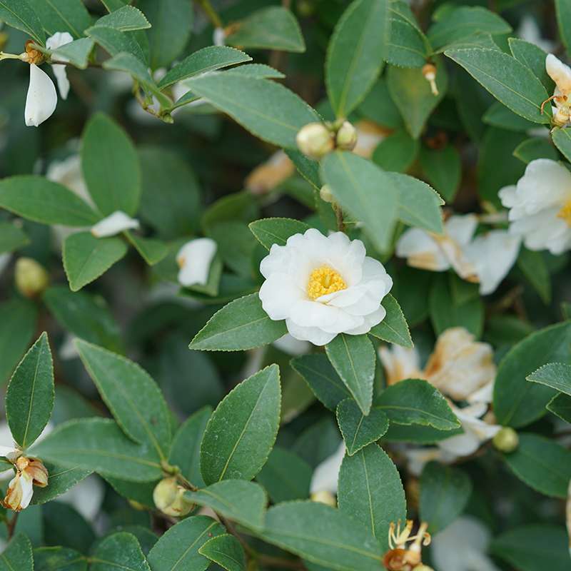 Camellia 'FARROWCJWD'