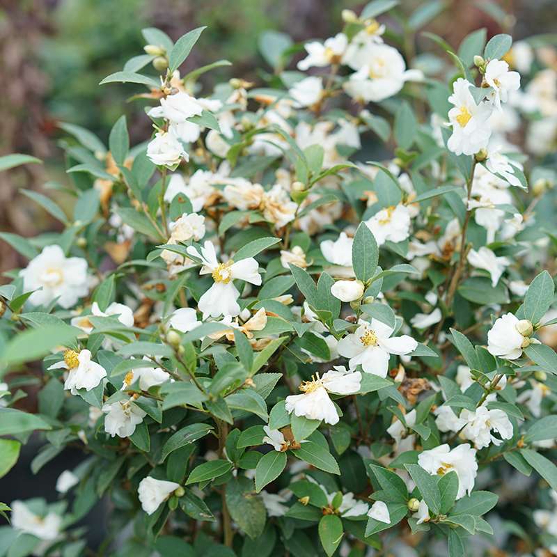 Camellia 'FARROWCJWD'