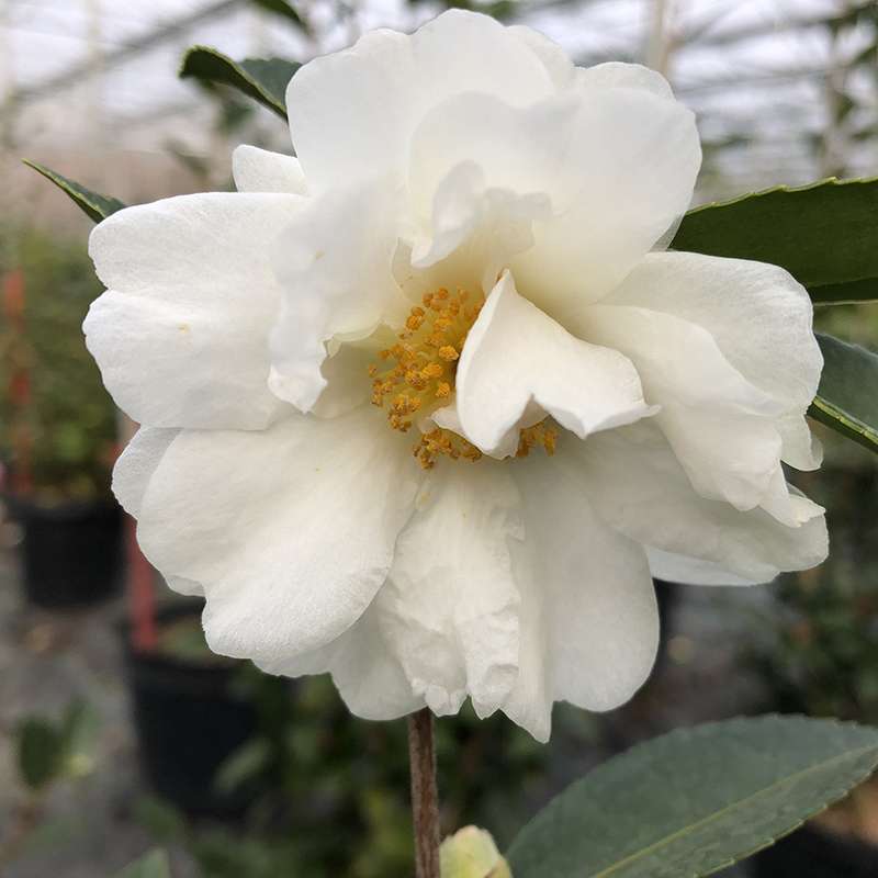 Camellia 'FARROWCJWD'