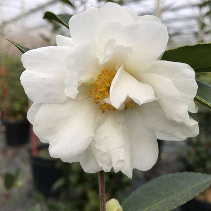Camellia 'FARROWCJWD'