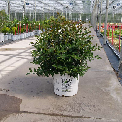 Camellia 'FARROWCJWD'