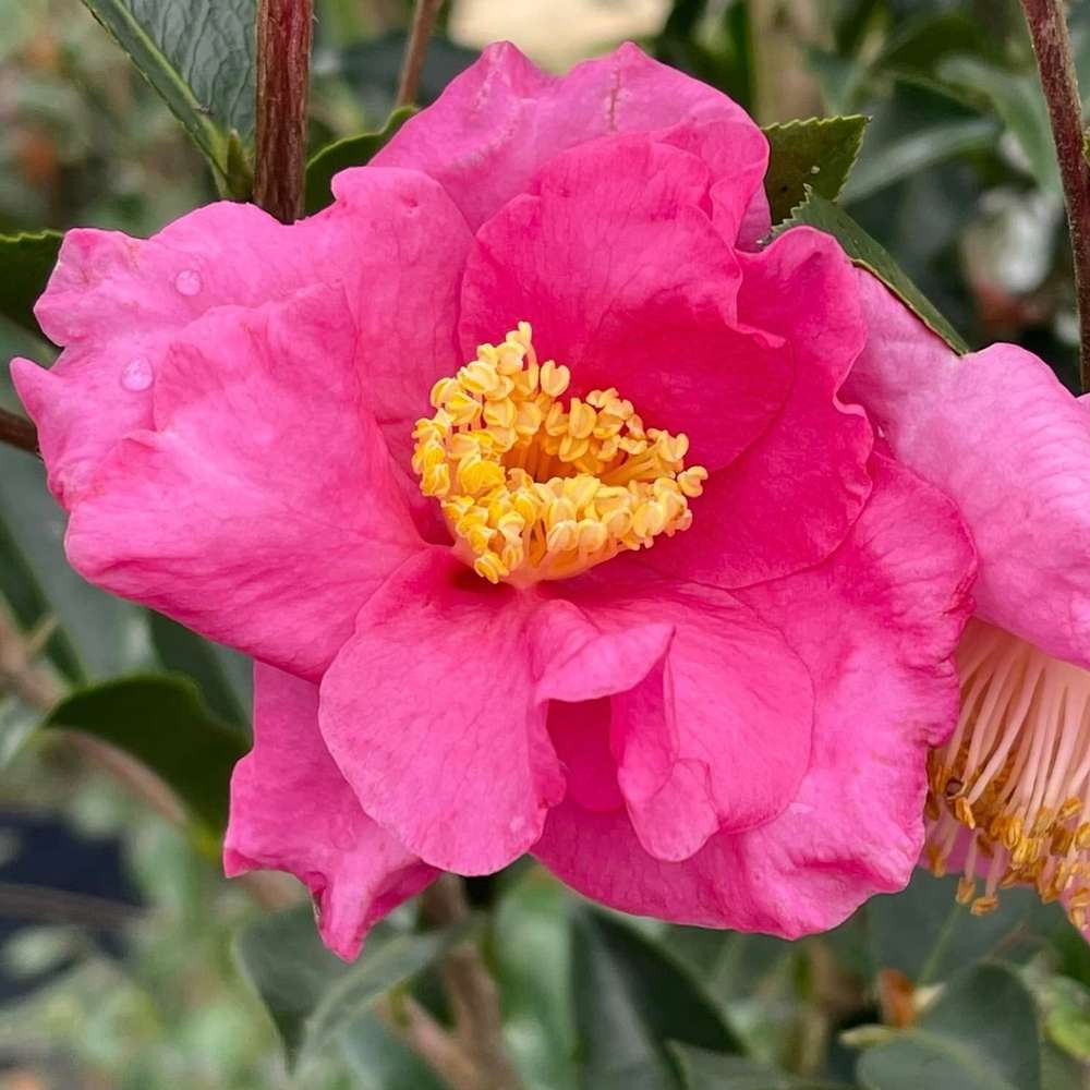 Camellia  'JDCXRM0616'