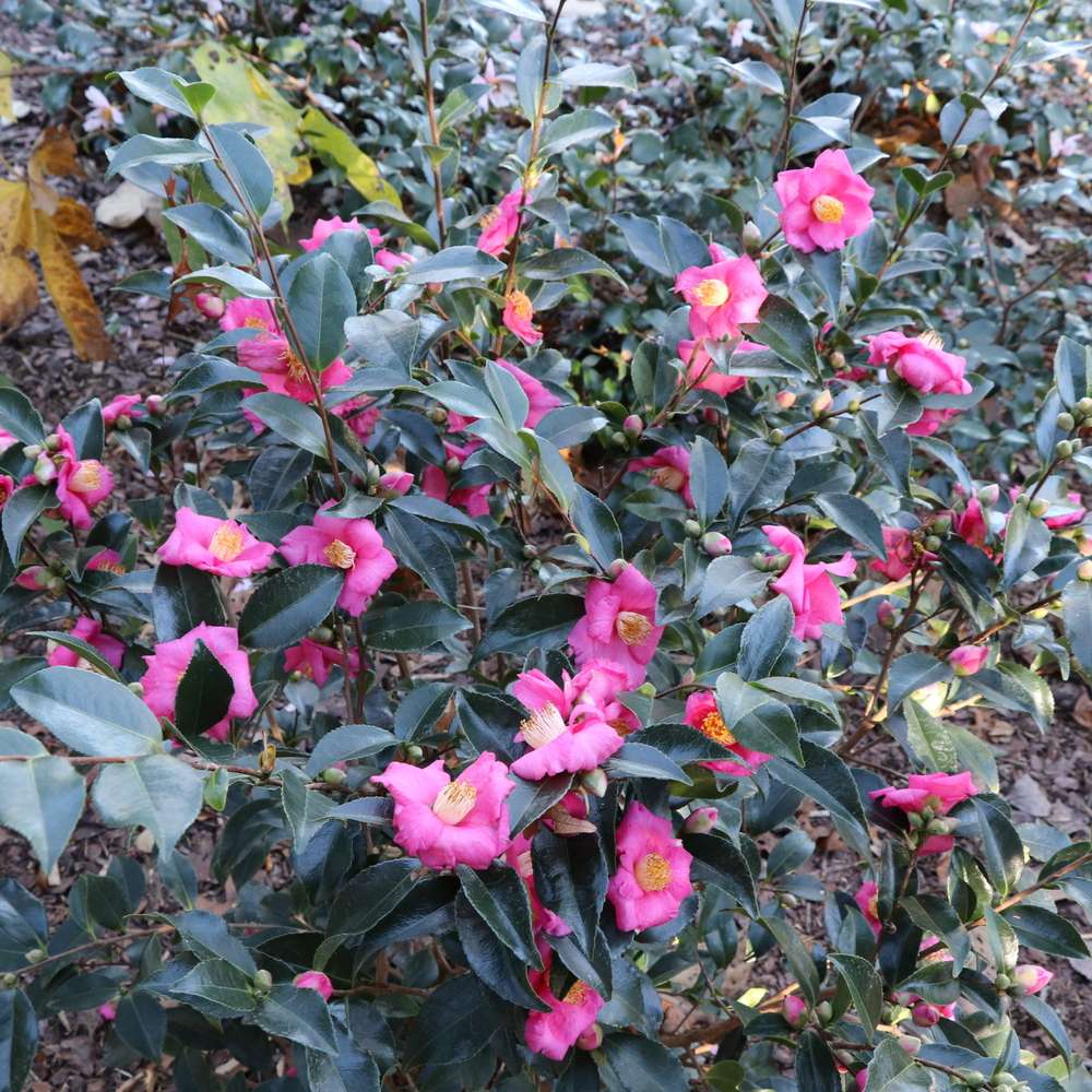 Camellia  'JDCXRM0616'