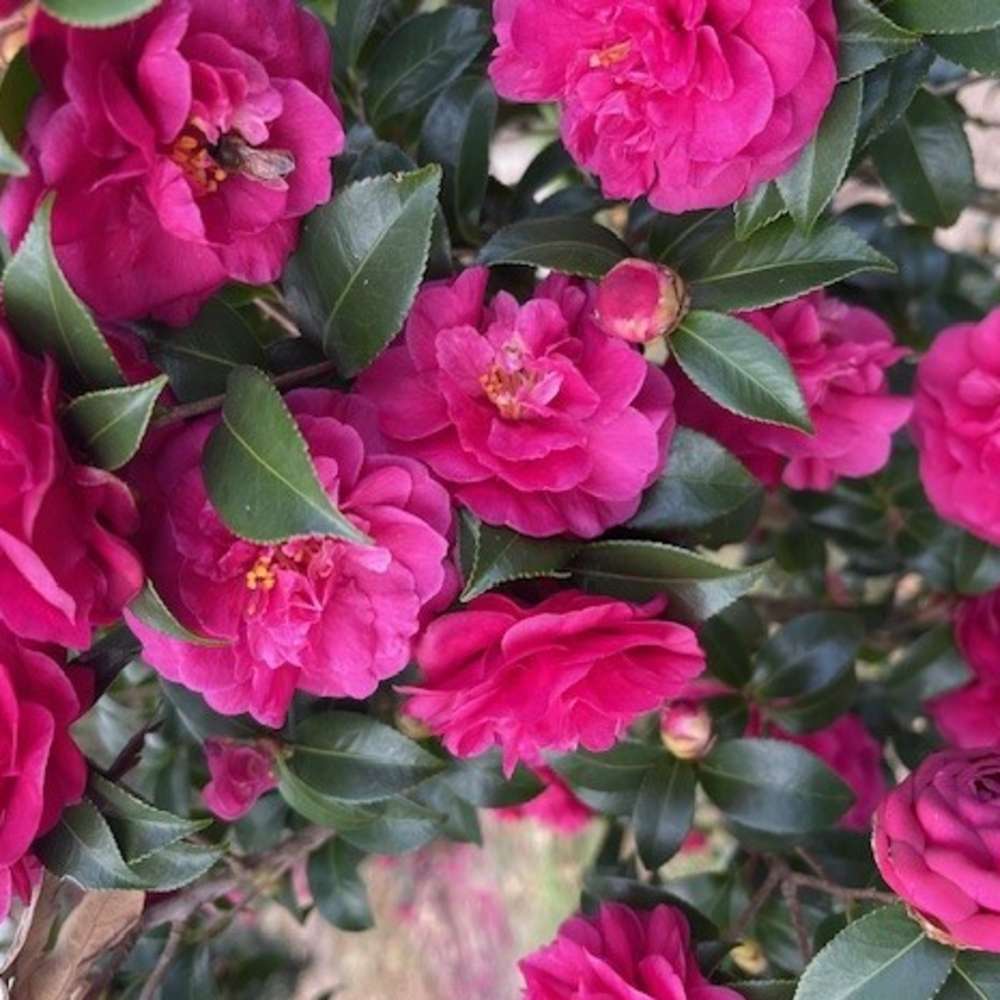 Camellia  'JDCXLL0501'