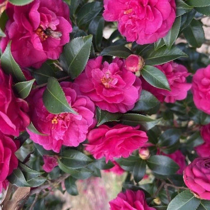 Camellia  'JDCXLL0501'